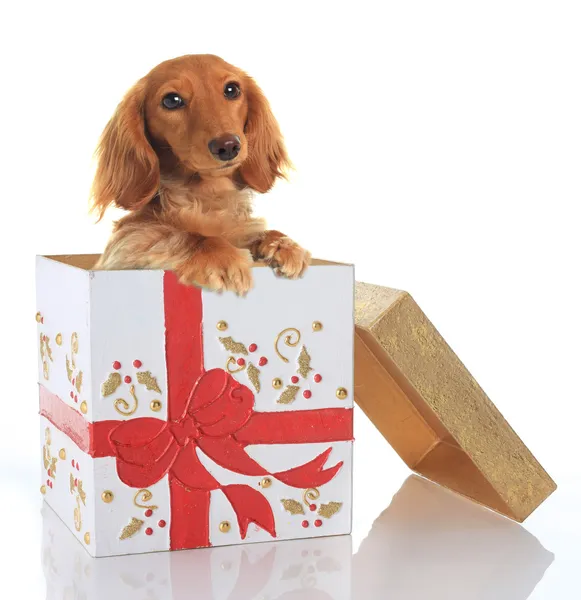 Christmas puppy Stock Picture
