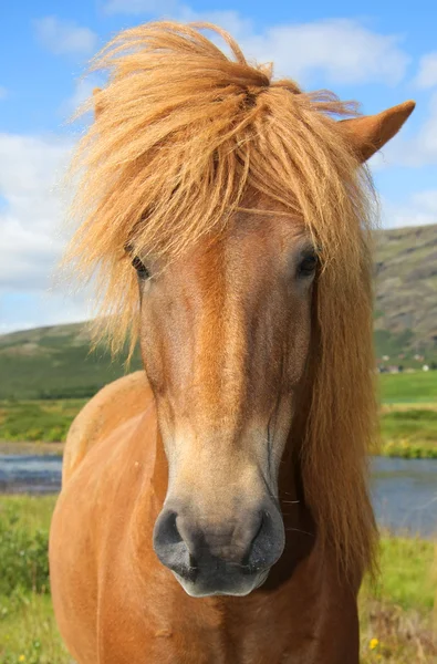 Icelandic horse Royalty Free Stock Images