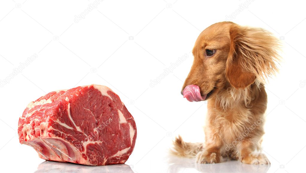 acquired tastes why can dogs eat raw meat