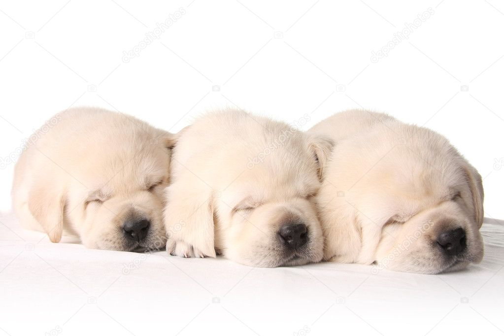 Sleepy puppies