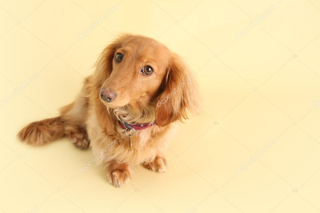 yellow dachshund