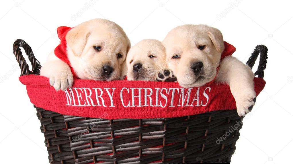 Christmas puppies