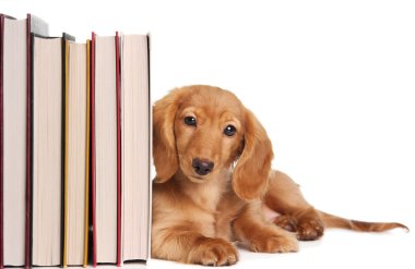 Book end puppy clipart