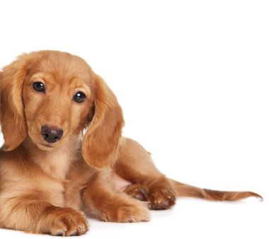 Dachshund puppy clipart