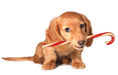 Naughty puppy clipart