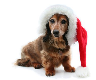 Dachshund Santa