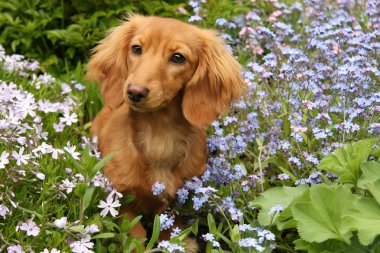 Dachshund Köpek