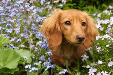 Dachshund Köpek