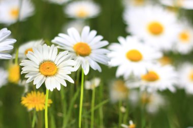 Field of daisies clipart