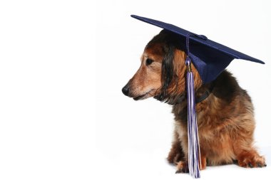 Graduate clipart