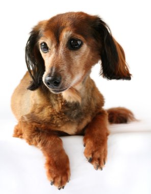 Dachshund