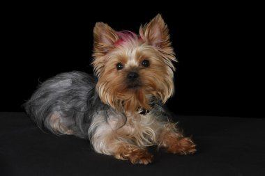 Yorkie