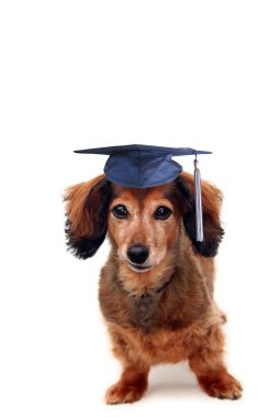 Doggy graduation clipart