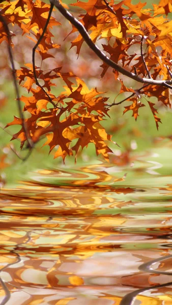 Paesaggio d'autunno — Foto Stock