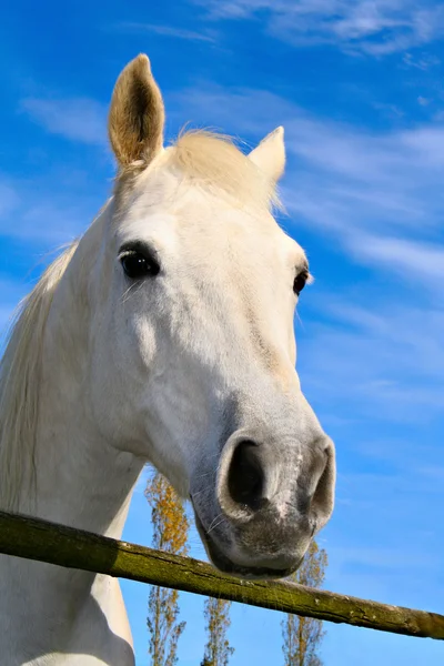 Retrato de un guapo caballo blanco mirando por encima de la cerca, contra el cielo azul de verano —  Fotos de Stock
