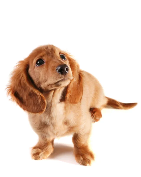 Cățeluș dezorientat în căutarea dachshund — Fotografie, imagine de stoc