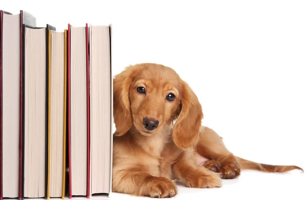 Kitabın sonunda köpek yavrusu — Stok fotoğraf