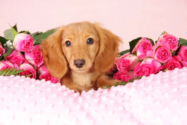 Valentine puppy — Stock Photo, Image