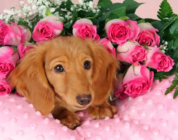 Valentijn pup — Stockfoto