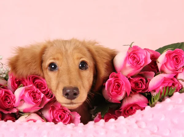 バレンタインの子犬 — ストック写真