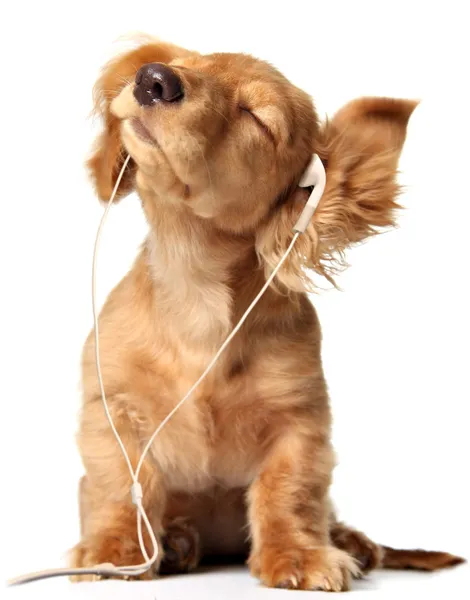 Музыкальный щенок — стоковое фото