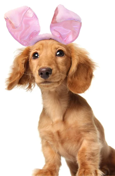 Bassotto coniglietto di Pasqua — Foto Stock
