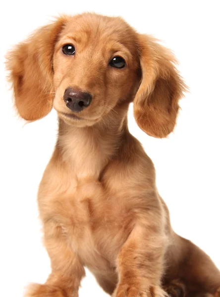 Komik dachshund — Stok fotoğraf