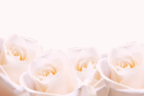 Бледно-розовые розы . — стоковое фото