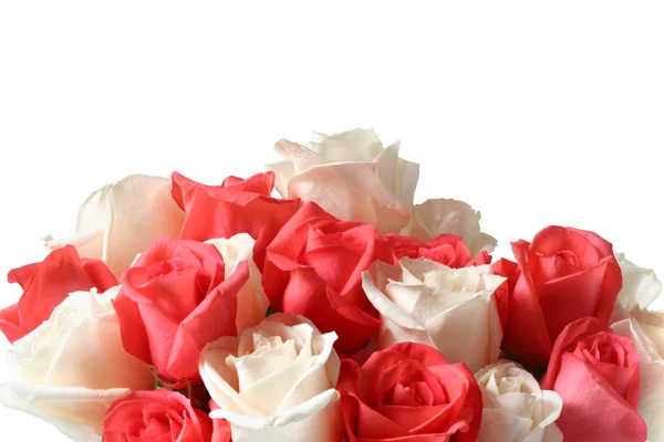 Älskling rosor — Stockfoto