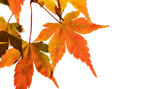 Autumn Maple leaf — Stock Photo, Image