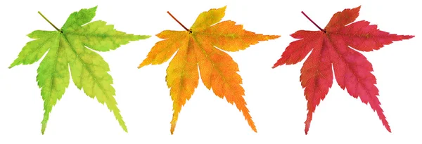 Autumn Maple leaf — Stock Photo, Image