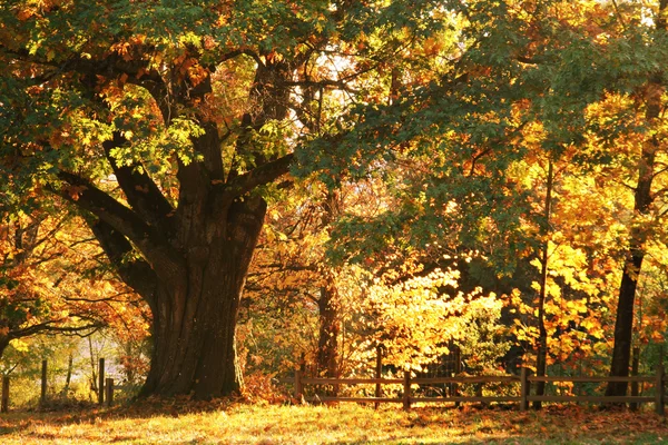 Majestátní starý strom — Stock fotografie