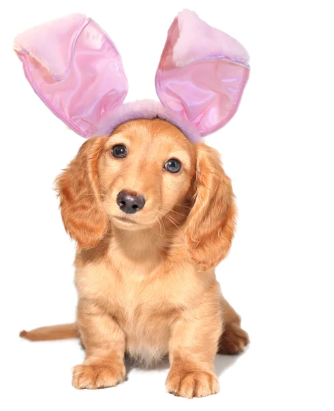 Easter bunny — Stock Photo, Image