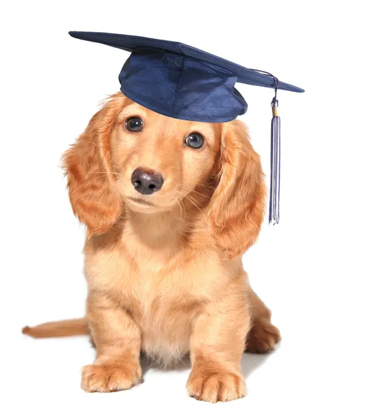 Puppy kleuterschool afgestudeerde. — Stockfoto
