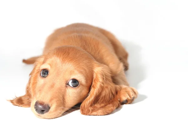 Catelus dachshund — Fotografie, imagine de stoc