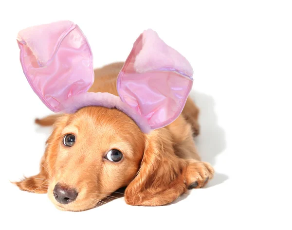 Easter bunny dachshund — Stock Photo, Image