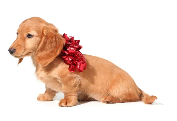 Noel köpek yavrusu — Stok fotoğraf