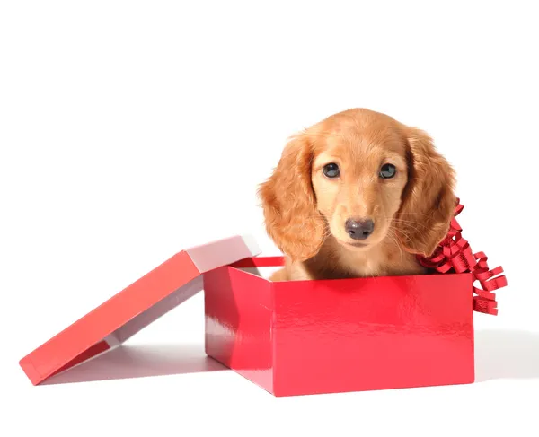 Noel için bir köpek yavrusu — Stok fotoğraf