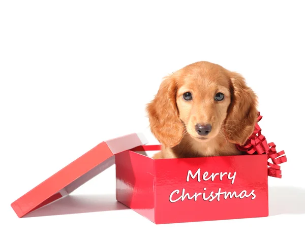 Een puppy voor Kerstmis — Stockfoto