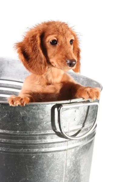 Cachorro mojado — Foto de Stock