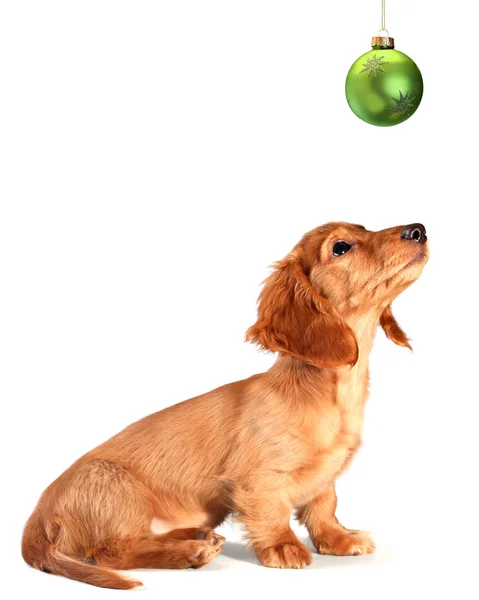 Dachshund cachorro — Foto de Stock