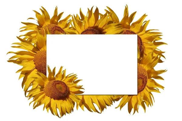 Grußkarte umgeben von Sonnenblumen, fügen Sie Ihren eigenen Text hinzu. — Stockfoto