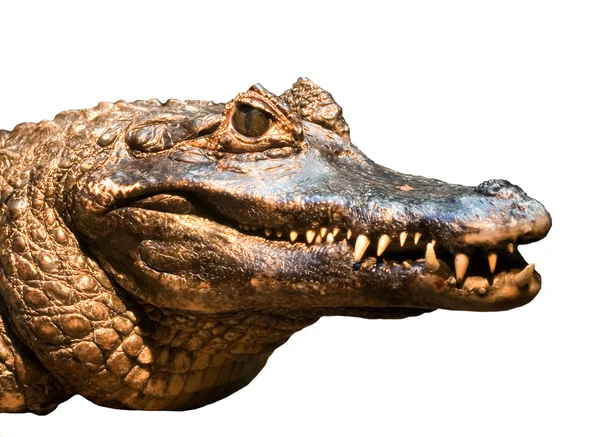 stock image Crocodile