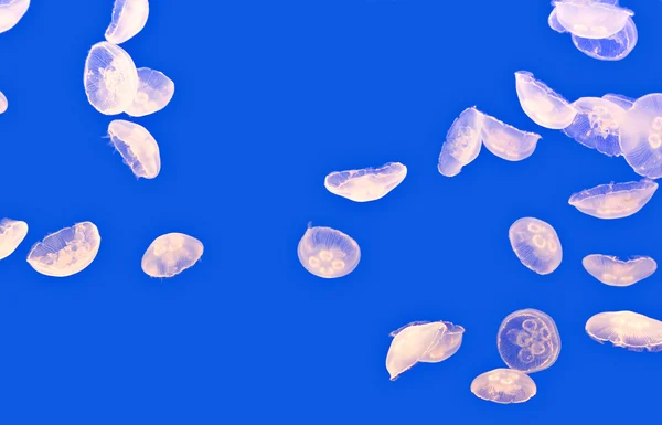 stock image Jellyfish