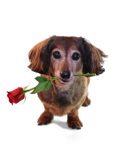 Valentim dachshund . — Fotografia de Stock