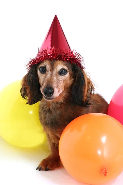 Perro de cumpleaños — Foto de Stock