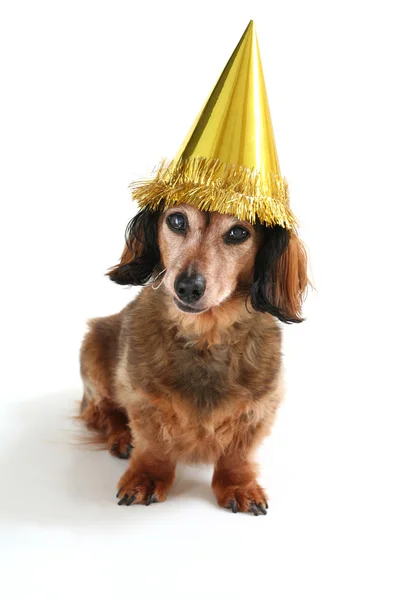 Cão de aniversário — Fotografia de Stock