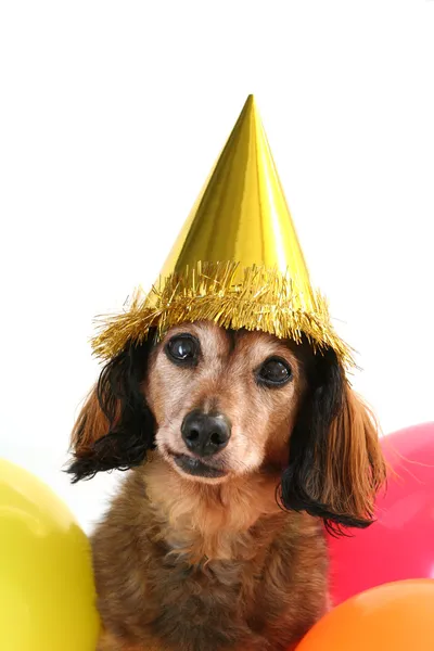 Perro de cumpleaños — Foto de Stock
