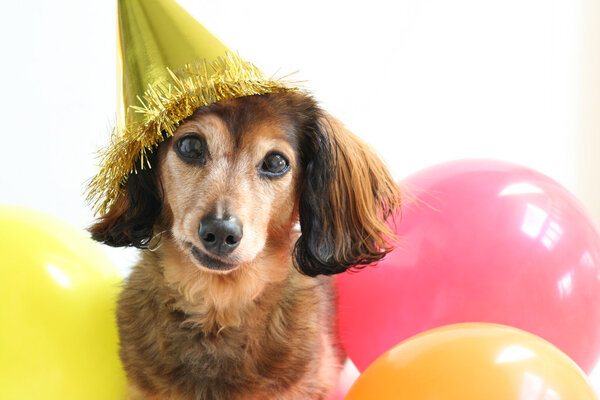 Дневной пёс
.