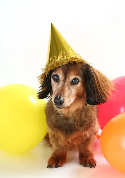 Perro de cumpleaños —  Fotos de Stock